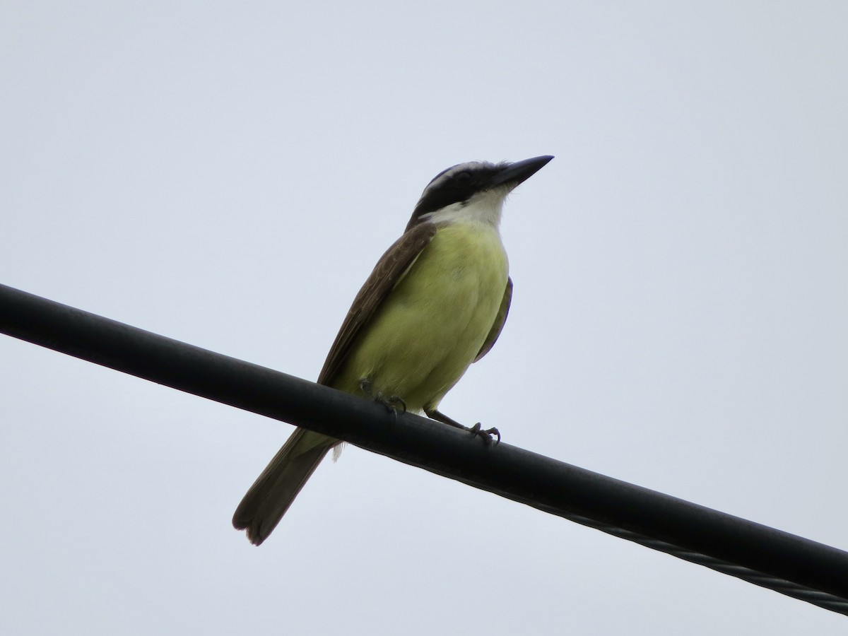 Great Kiskadee - ML643195146