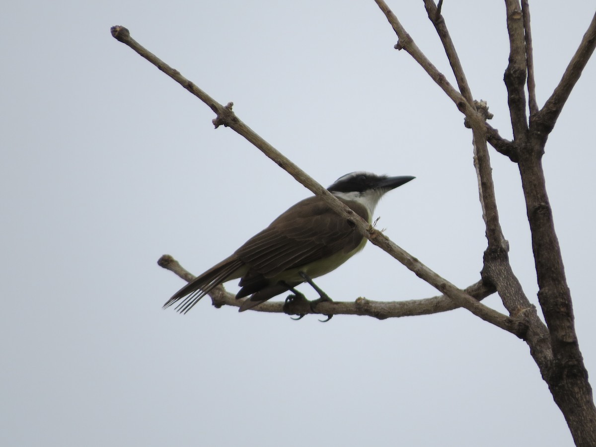 Great Kiskadee - ML643195147