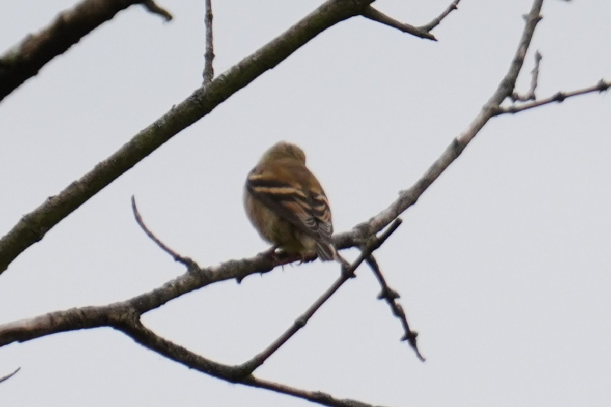 American Goldfinch - ML643195148