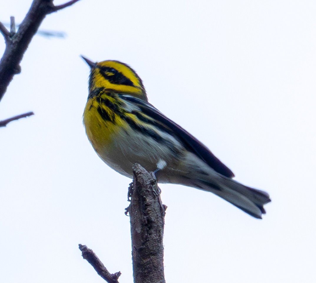 Townsend's Warbler - ML643195149