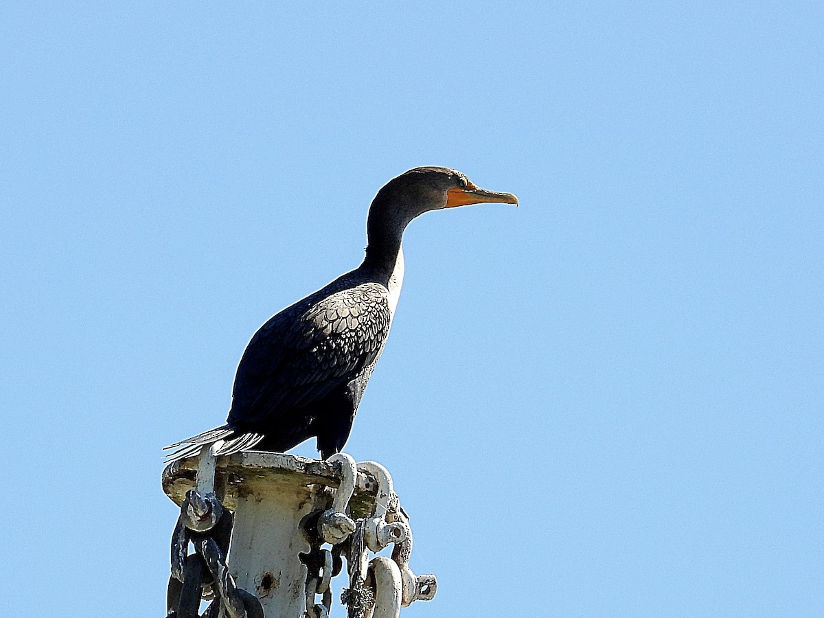 Double-crested Cormorant - ML643195150