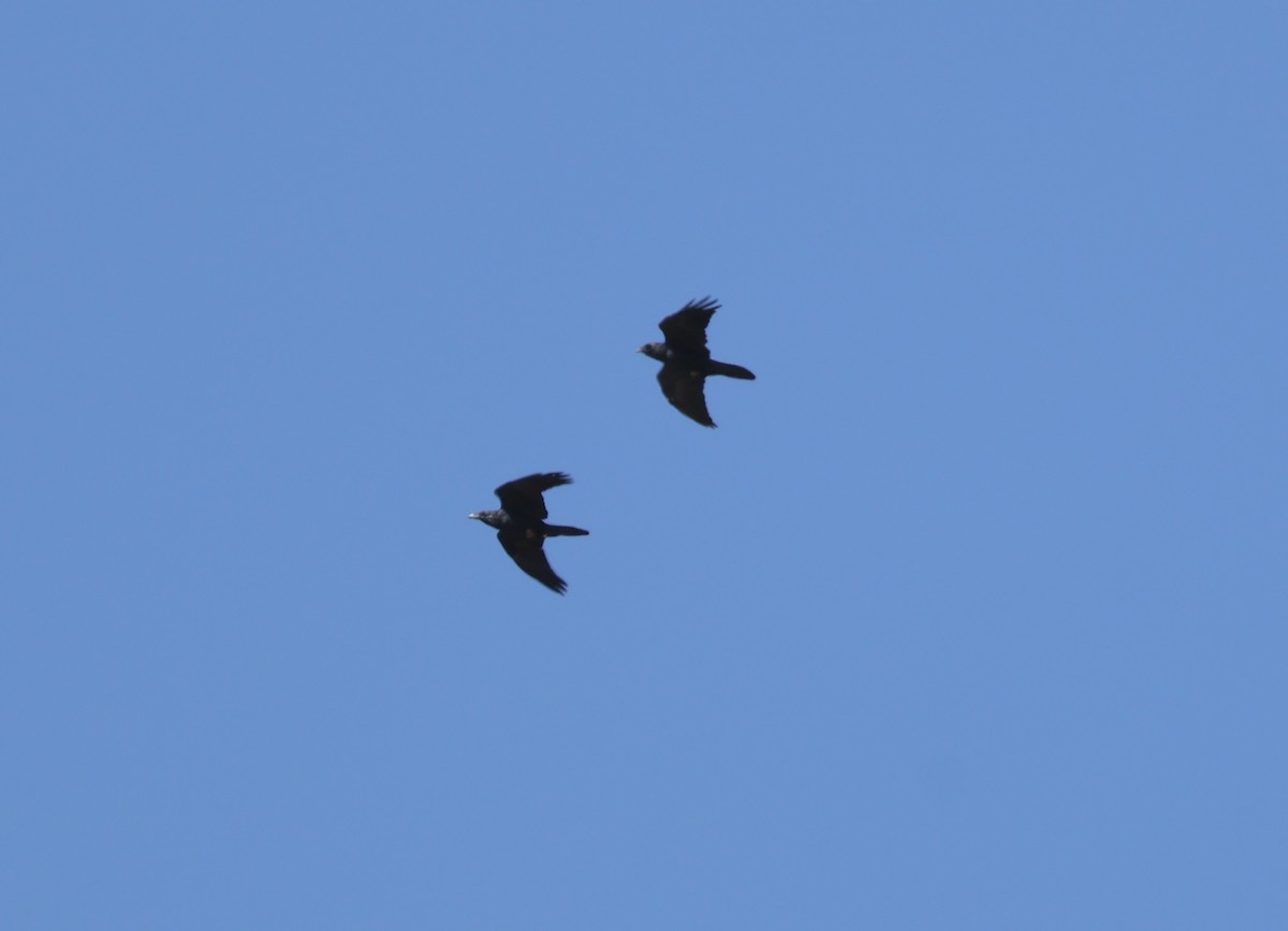 Common Raven - ML643195156