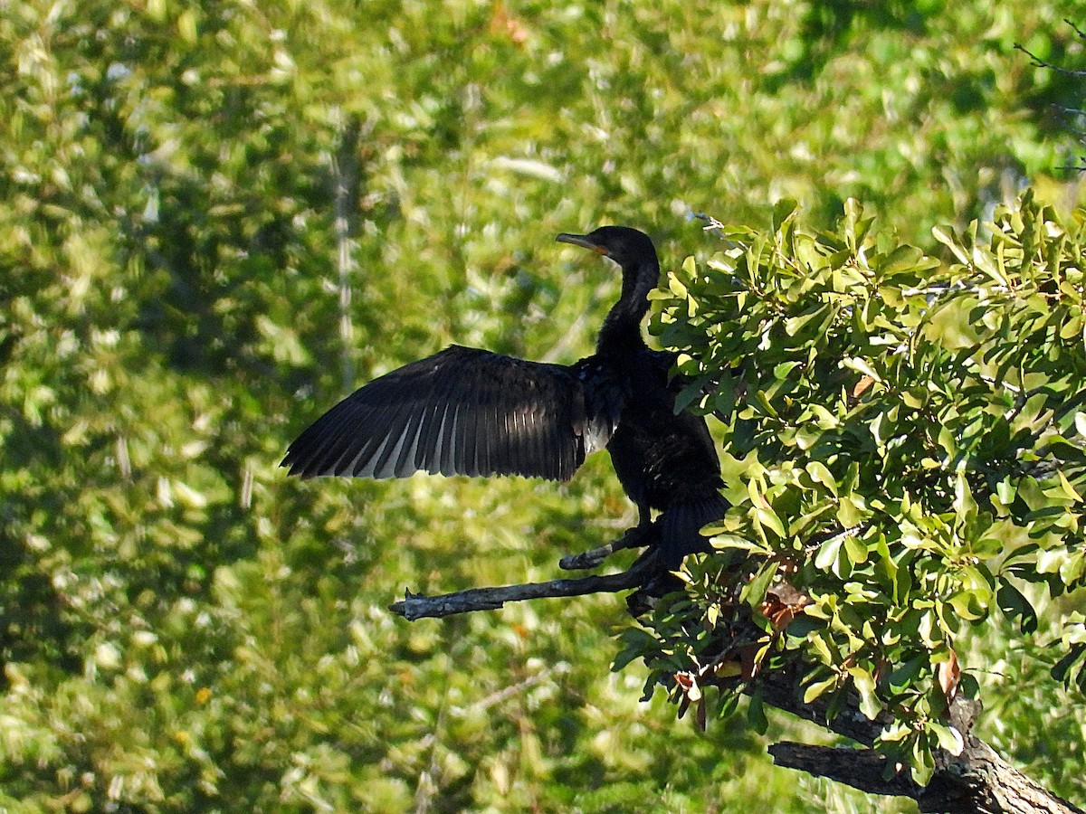 Neotropic Cormorant - ML643195157