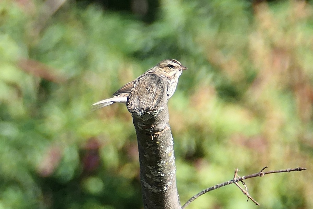 Savannah Sparrow (Savannah) - ML643195159