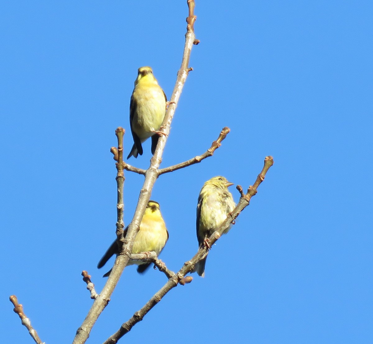 American Goldfinch - ML643195163