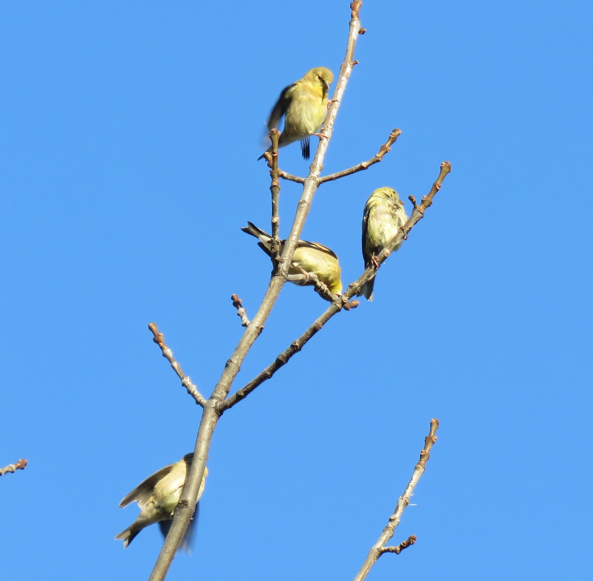 American Goldfinch - ML643195164