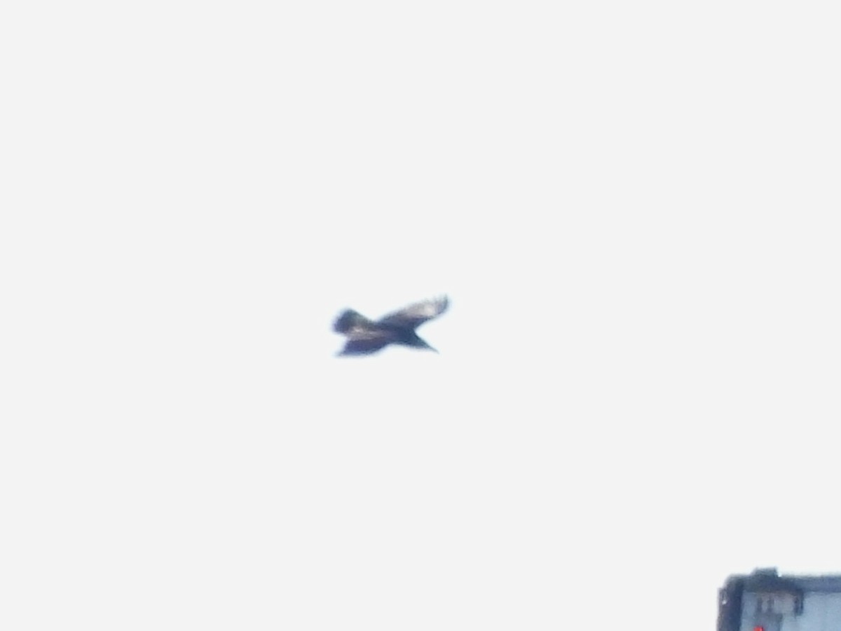 American Crow - ML643195168