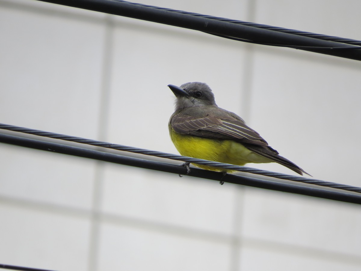 Tropical Kingbird - ML643195172