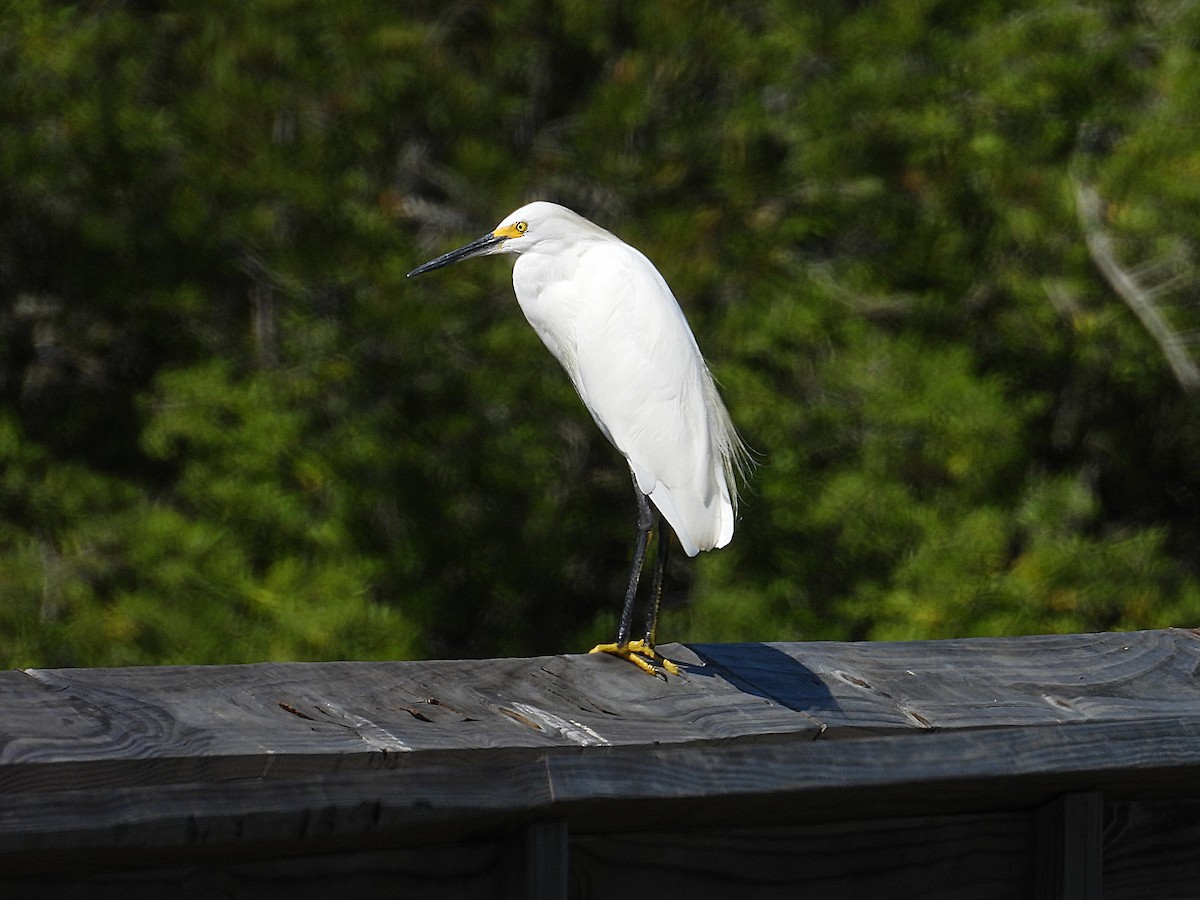 Snowy Egret - ML643195173