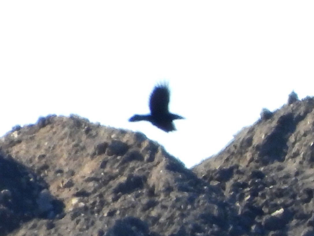 Common Raven - ML643195177