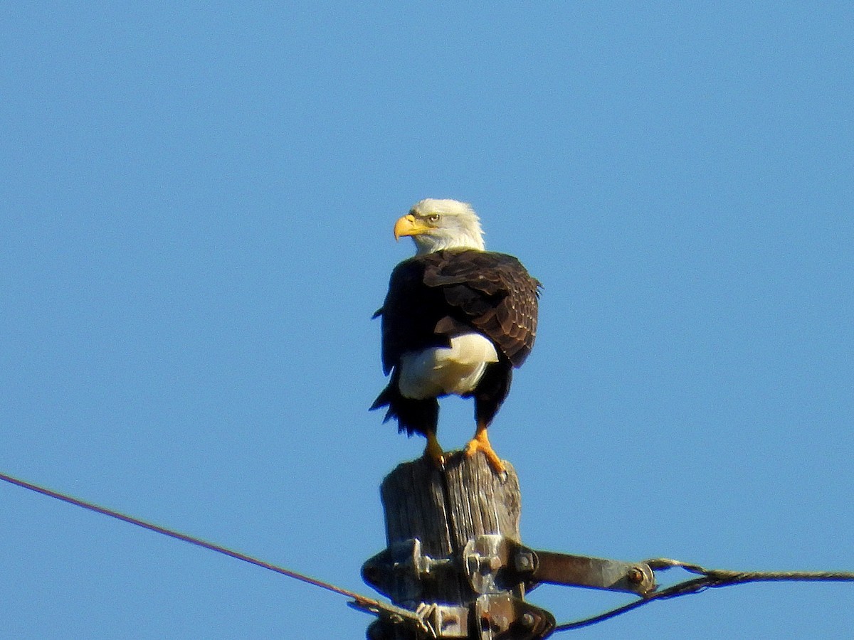 Bald Eagle - ML643195181