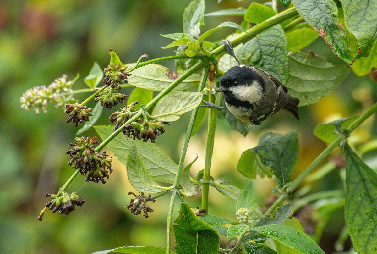 Coal Tit - ML643195182