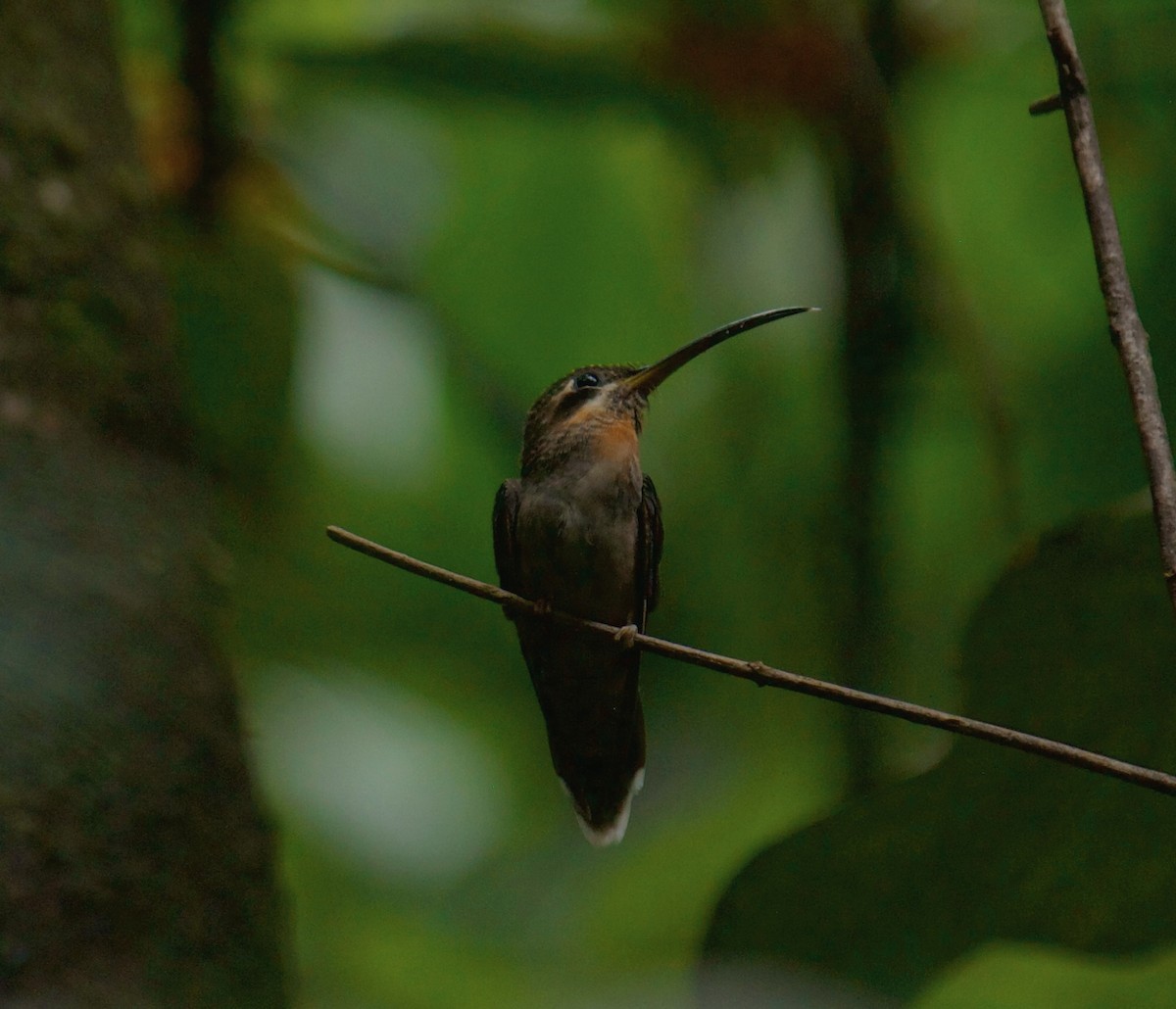 Band-tailed Barbthroat - ML643195185