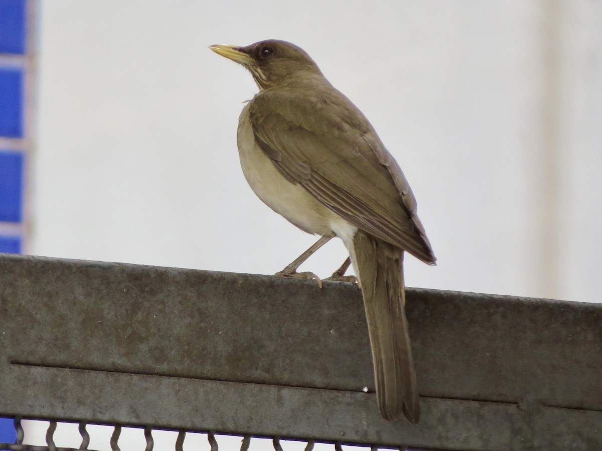 Creamy-bellied Thrush - ML643195187