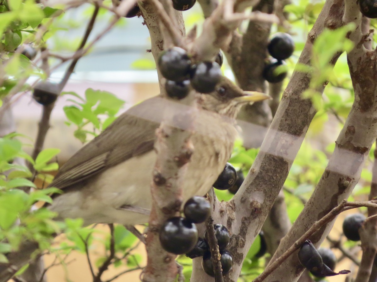 Creamy-bellied Thrush - ML643195188