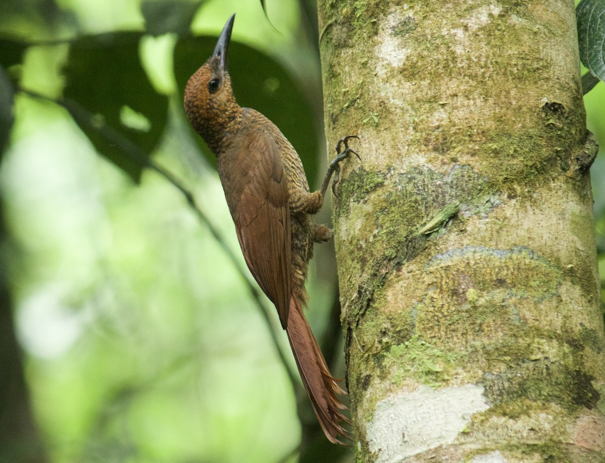 Northern Barred-Woodcreeper - ML643195195