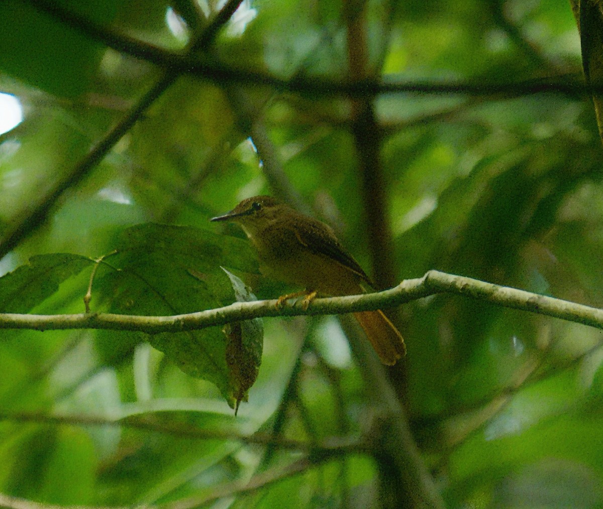 Tropical Royal Flycatcher - ML643195201