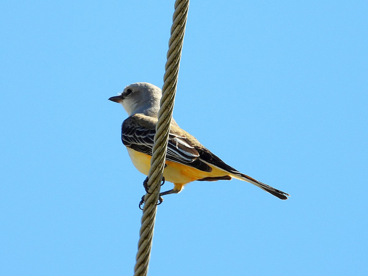 Scissor-tailed Flycatcher - ML643195205