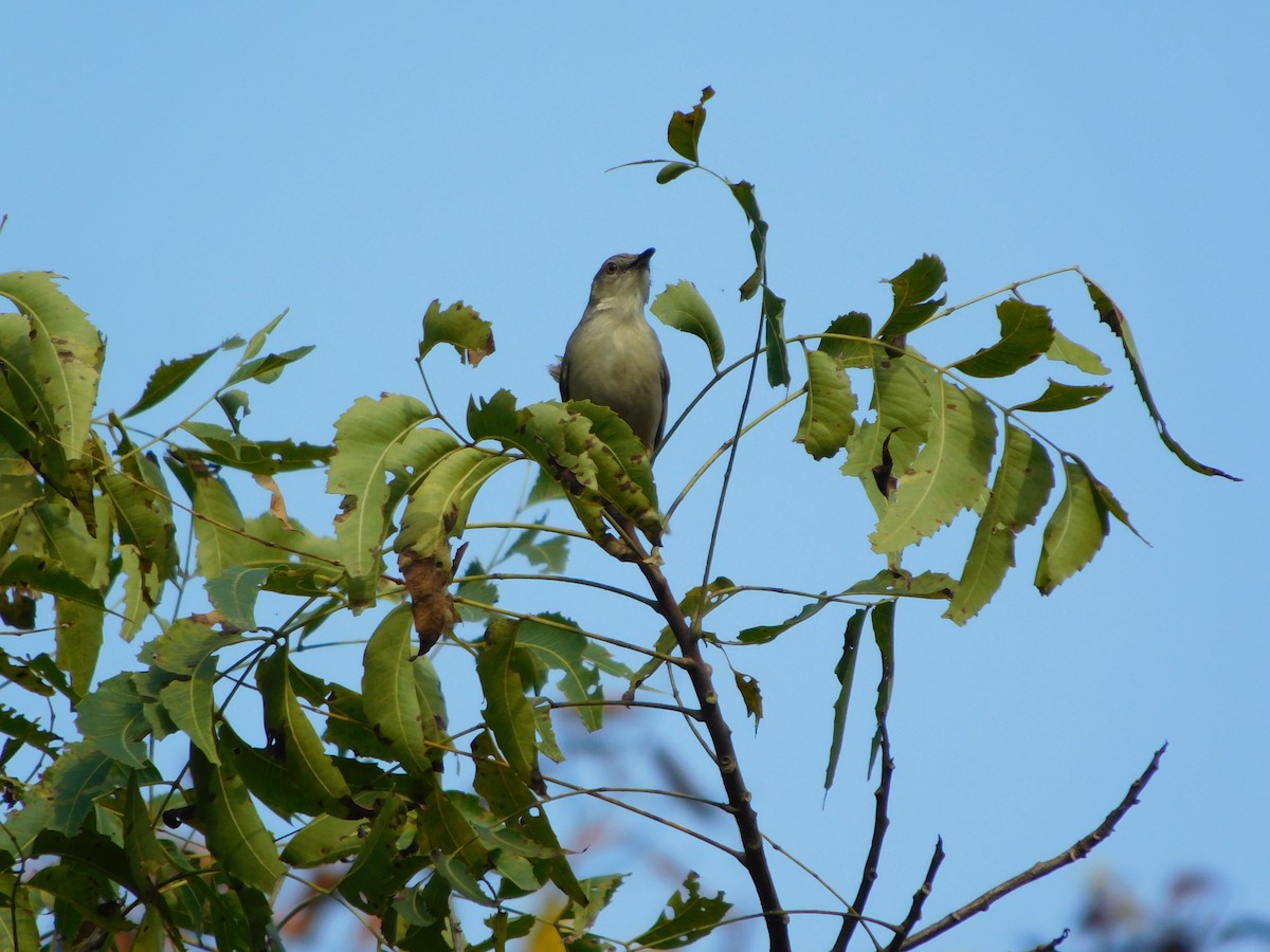 Prinia Selvática - ML643195221