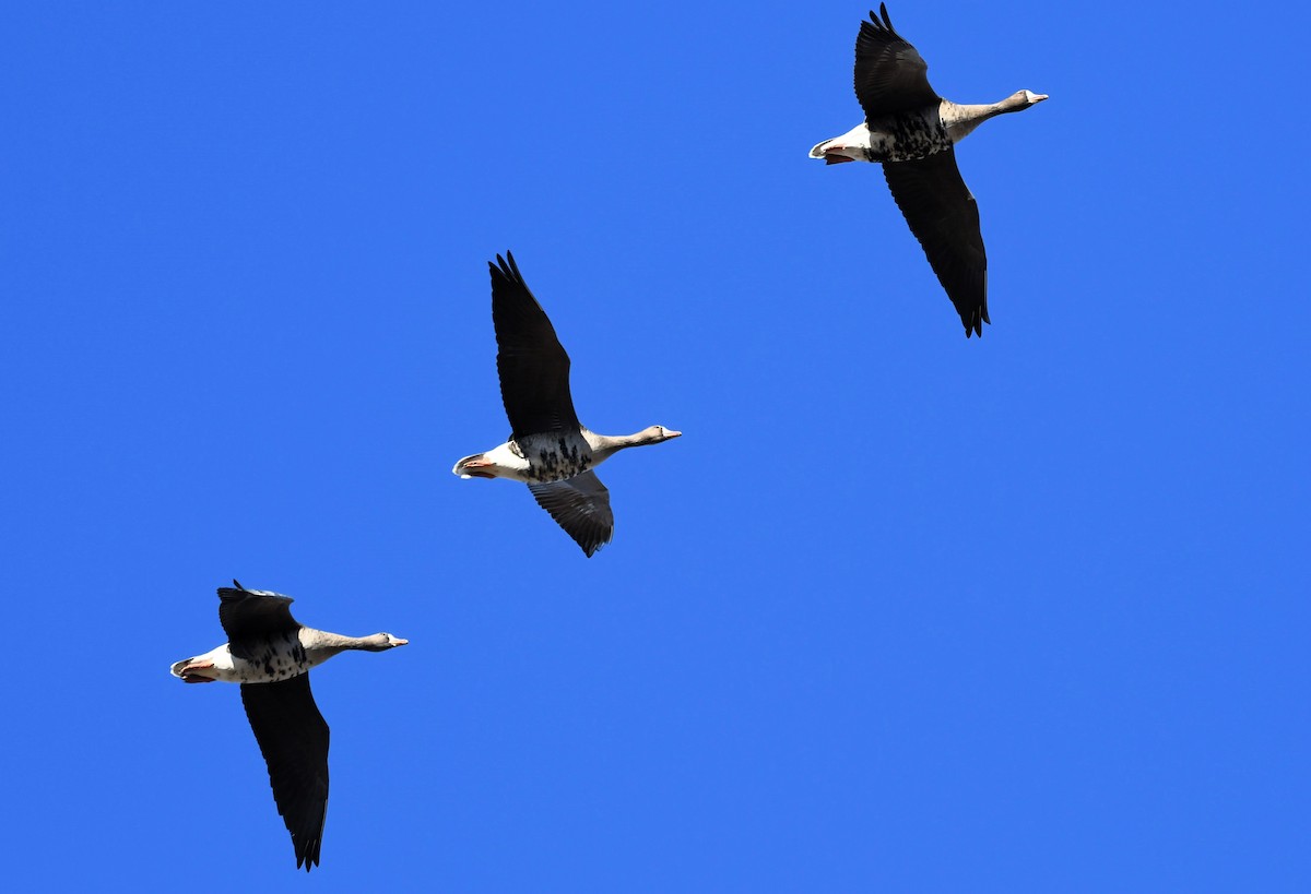 Greater White-fronted Goose - ML643195223