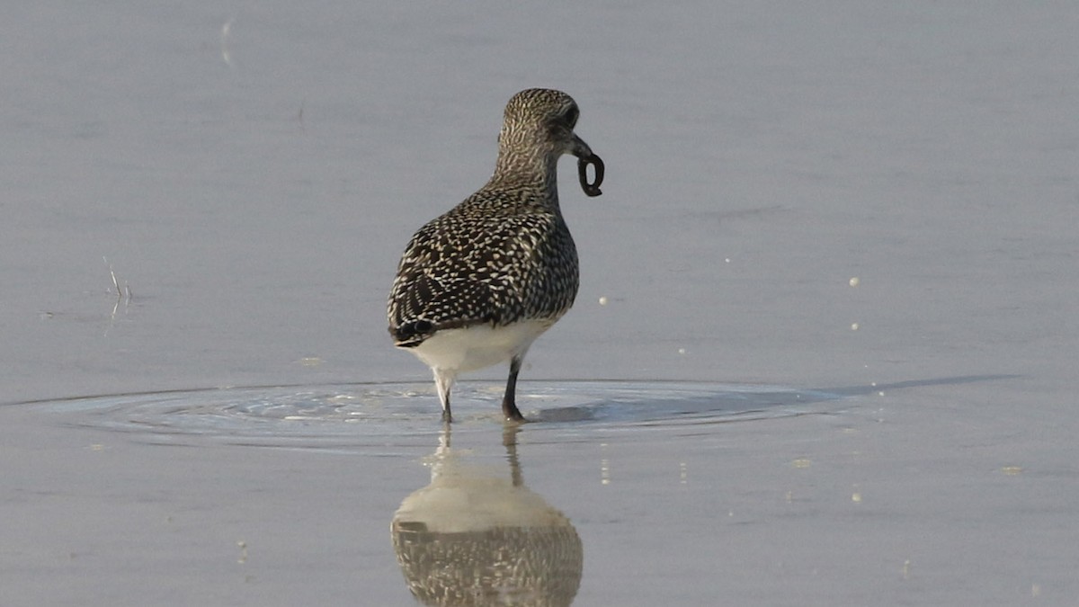 Black-bellied Plover - ML643195225