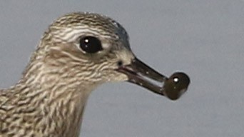 Black-bellied Plover - ML643195226