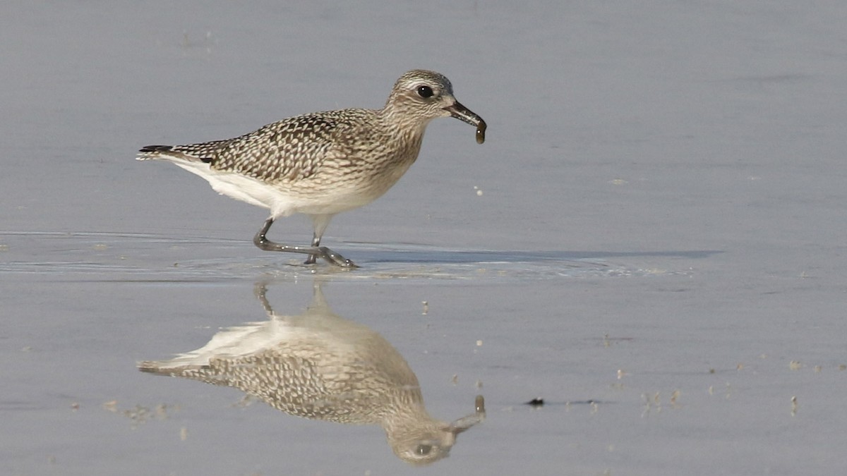 Black-bellied Plover - ML643195227
