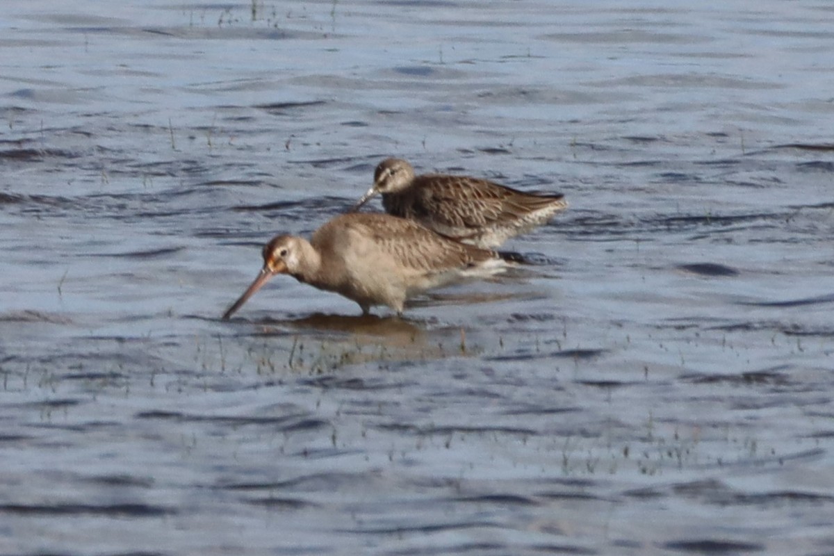 Hudsonian Godwit - ML643195236