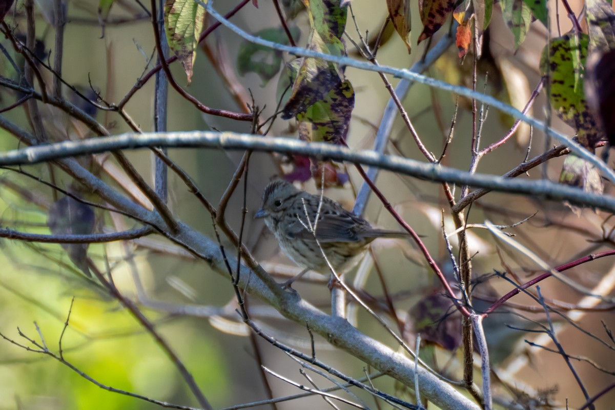 Lincoln's Sparrow - ML643195237