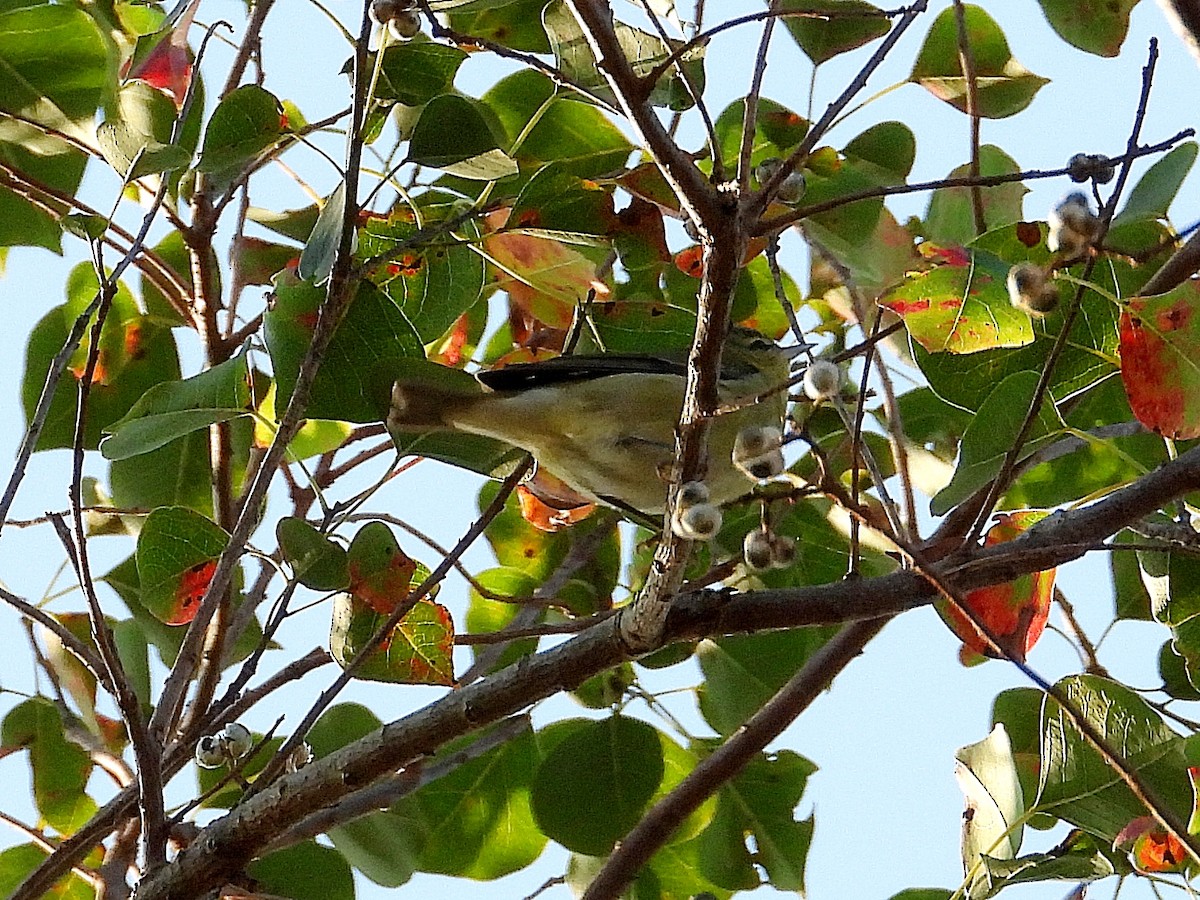 møllparula - ML643195254
