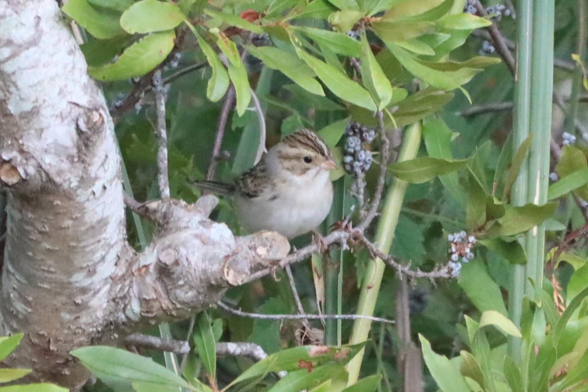 Clay-colored Sparrow - ML643195255