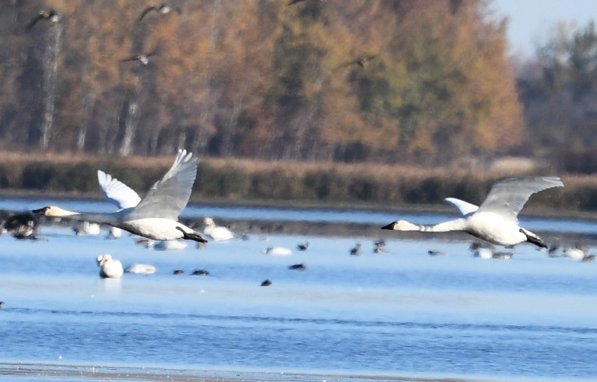 Tundra Swan - ML643195258