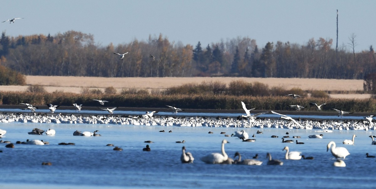 Tundra Swan - ML643195259