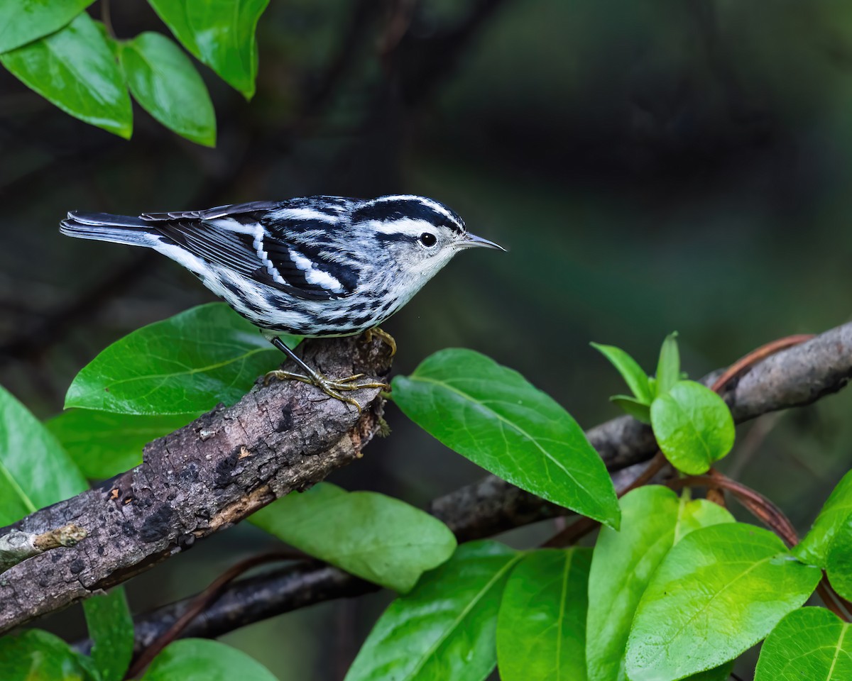 Black-and-white Warbler - ML643195261