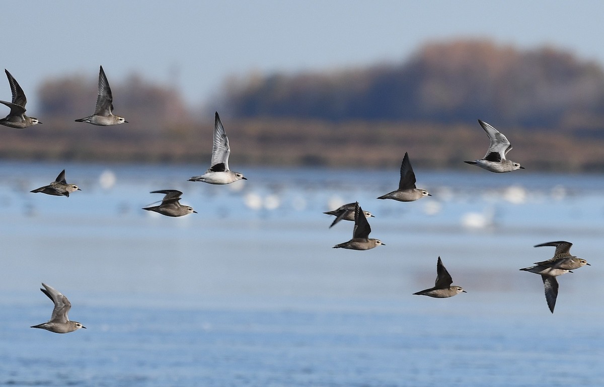 Bonaparte's Gull - ML643195269