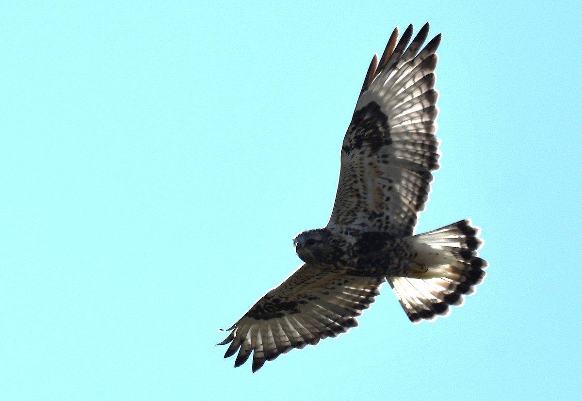 Rough-legged Hawk - ML643195277