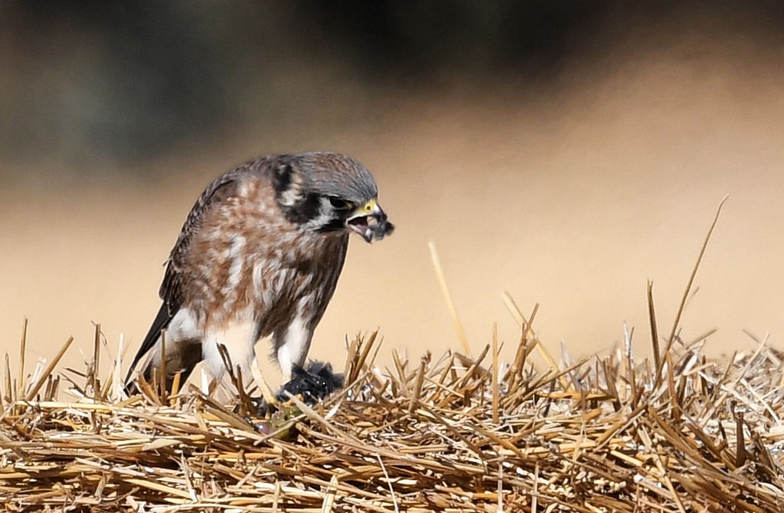 American Kestrel - ML643195288