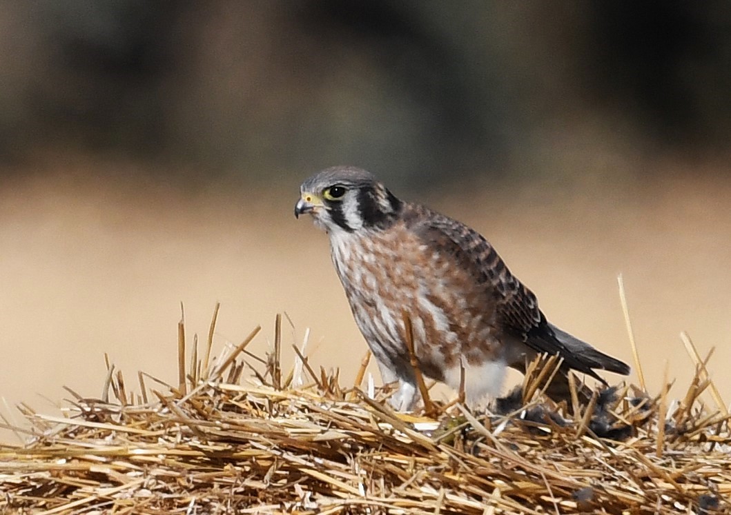 American Kestrel - ML643195289