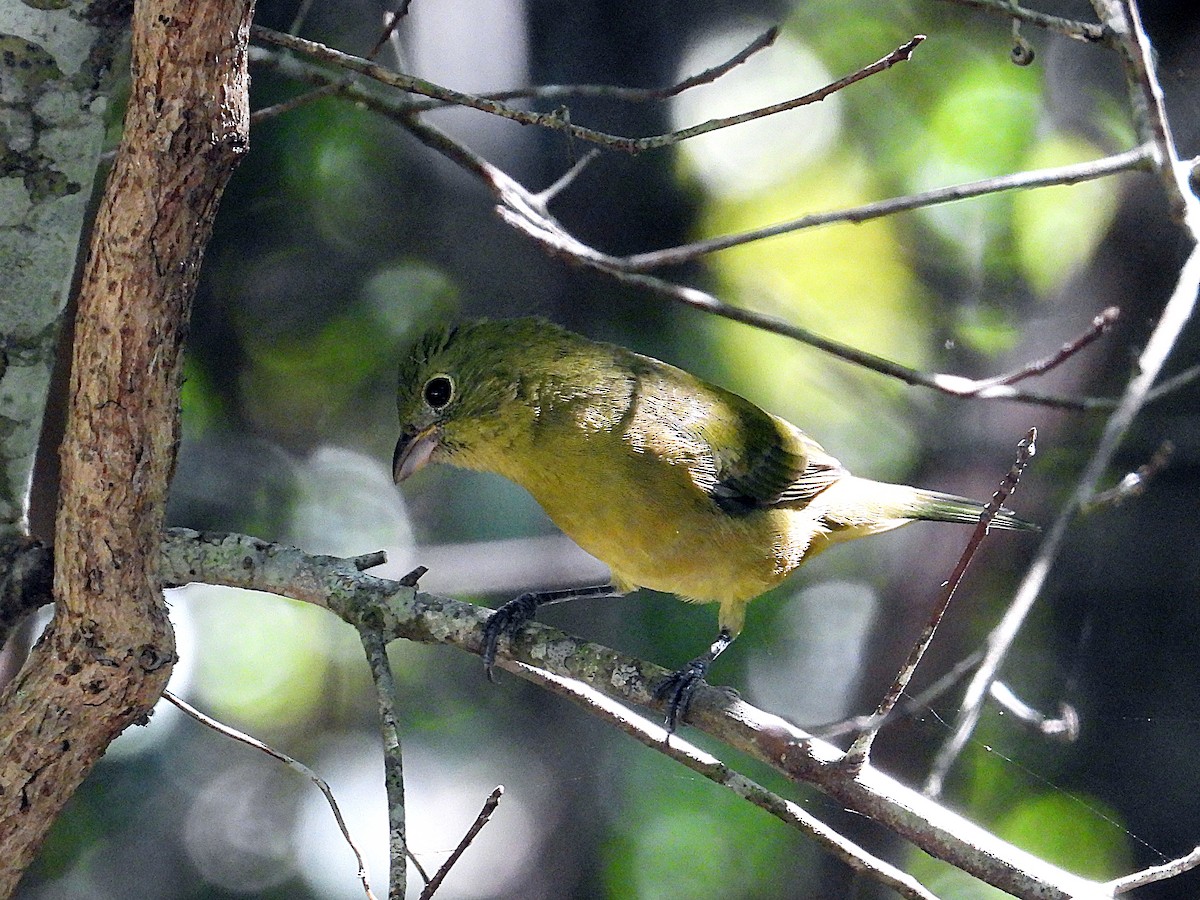 Painted Bunting - ML643195297