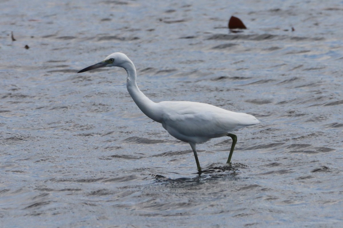 Little Blue Heron - ML643195303