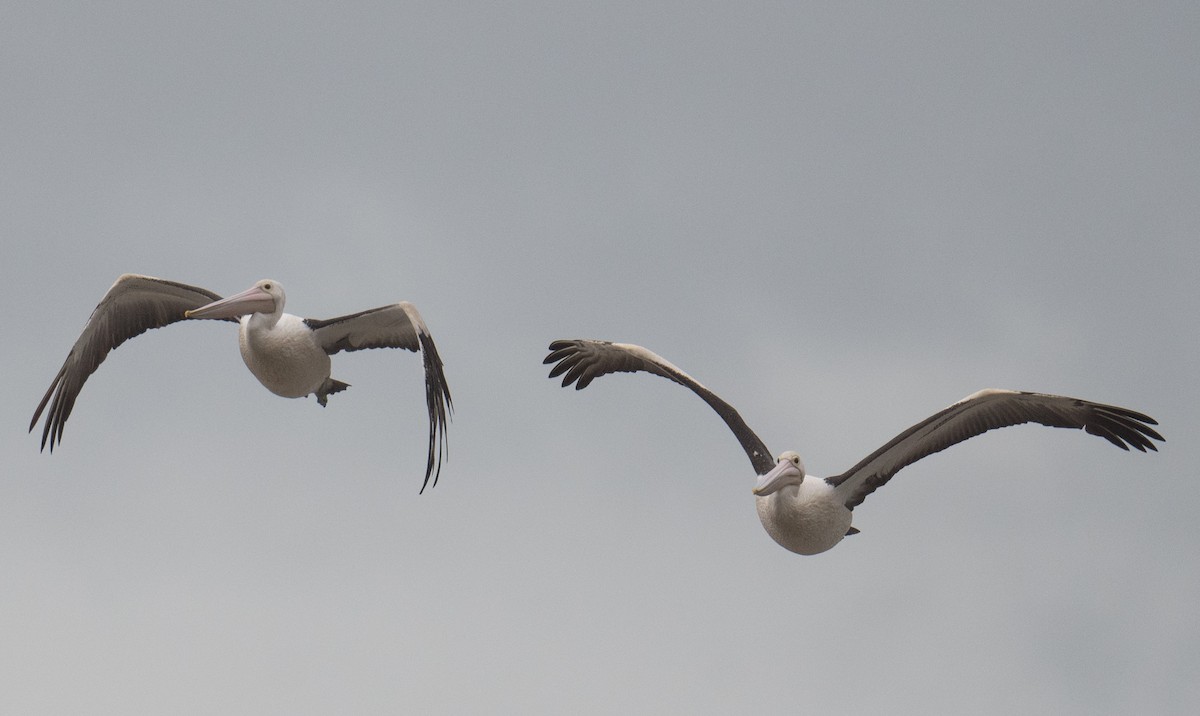 Australian Pelican - ML643195304