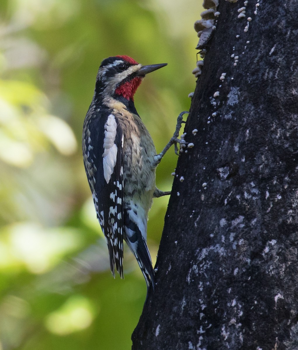Yellow-bellied Sapsucker - ML643195314