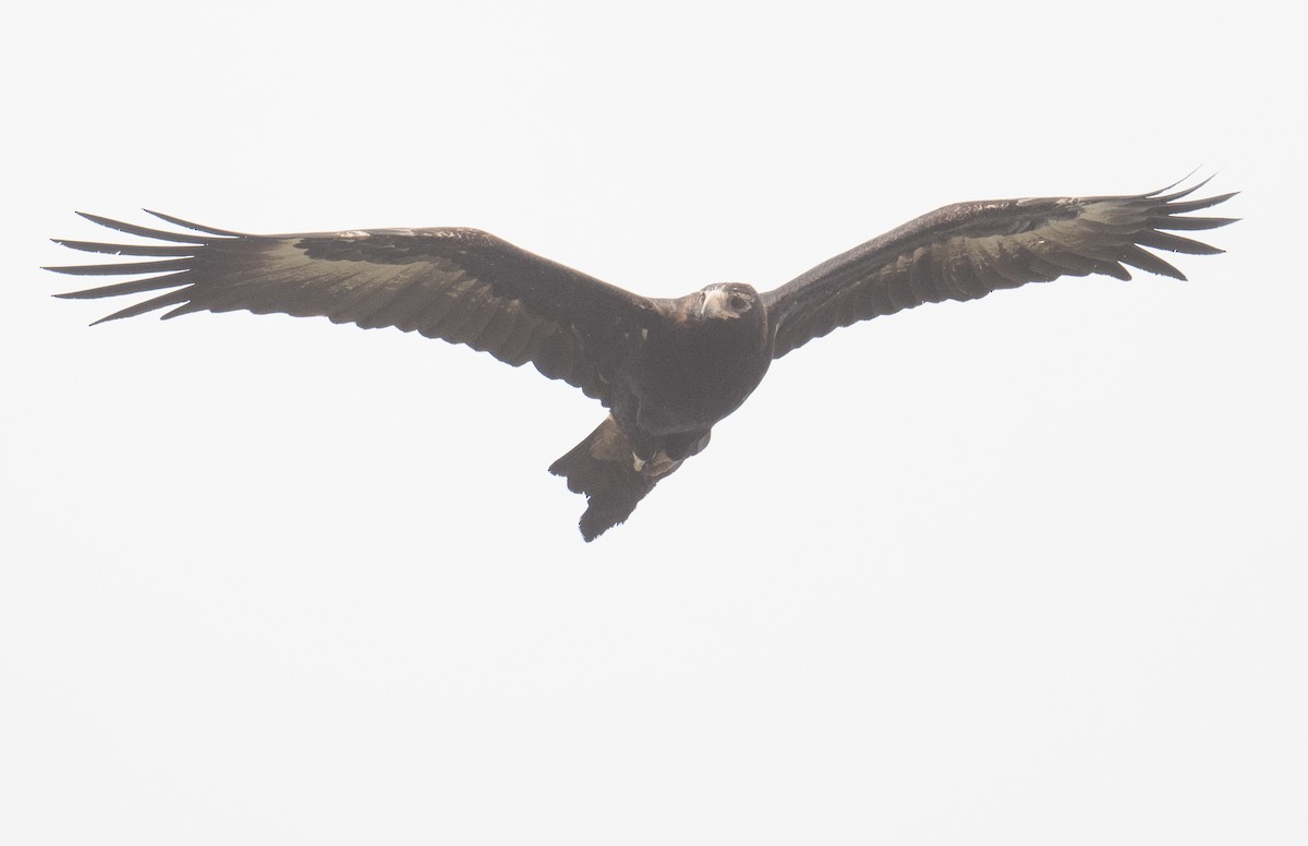 Wedge-tailed Eagle - ML643195320