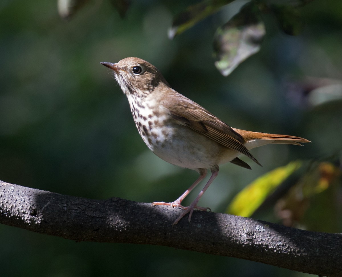 Hermit Thrush - ML643195321