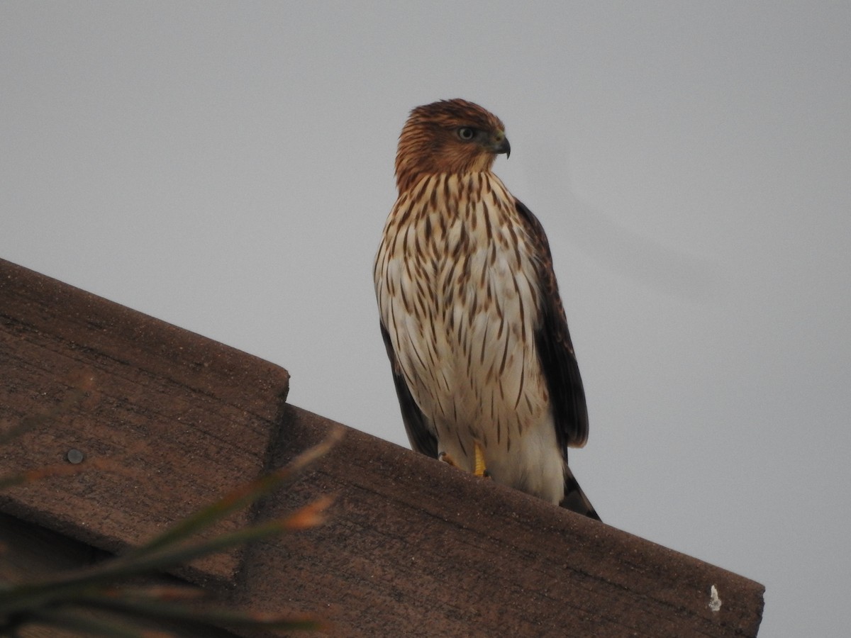 Cooper's Hawk - ML643195323
