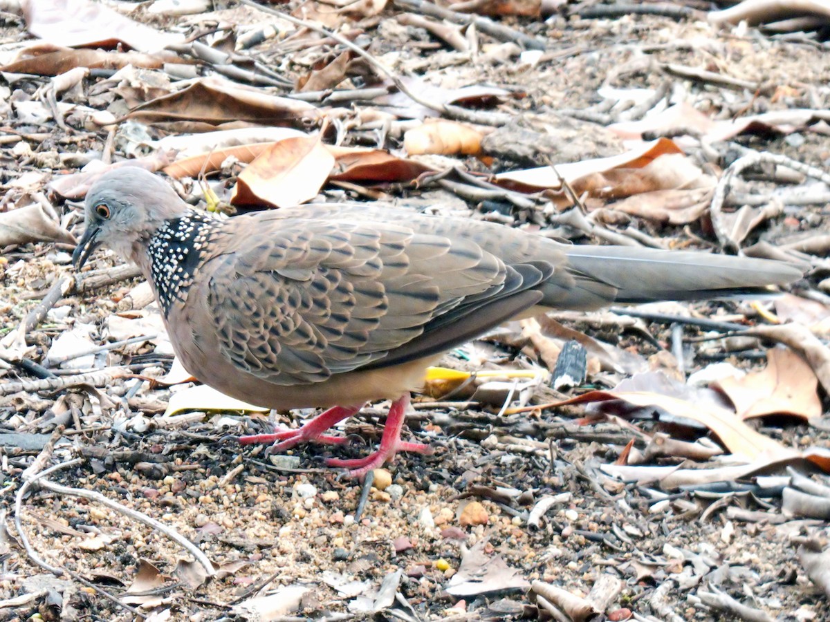 Spotted Dove - ML643195325