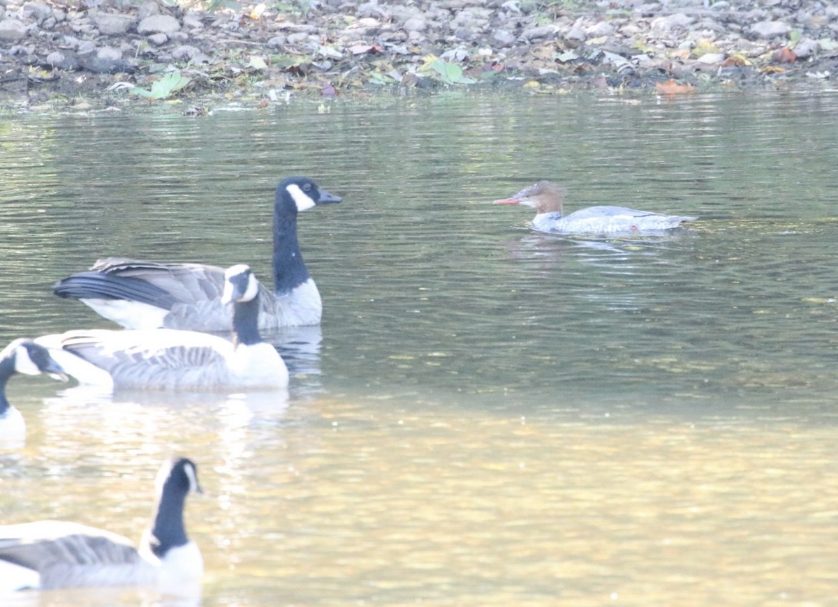 Common Merganser (North American) - ML643195326