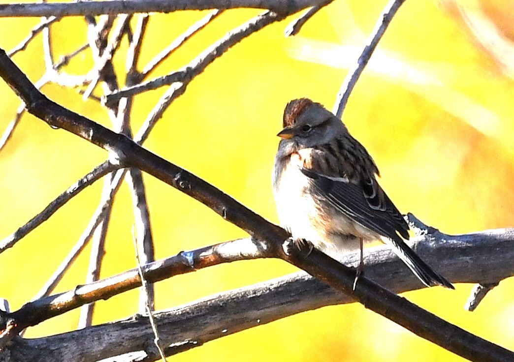 American Tree Sparrow - ML643195327