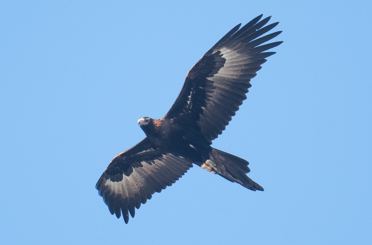 Wedge-tailed Eagle - ML643195334