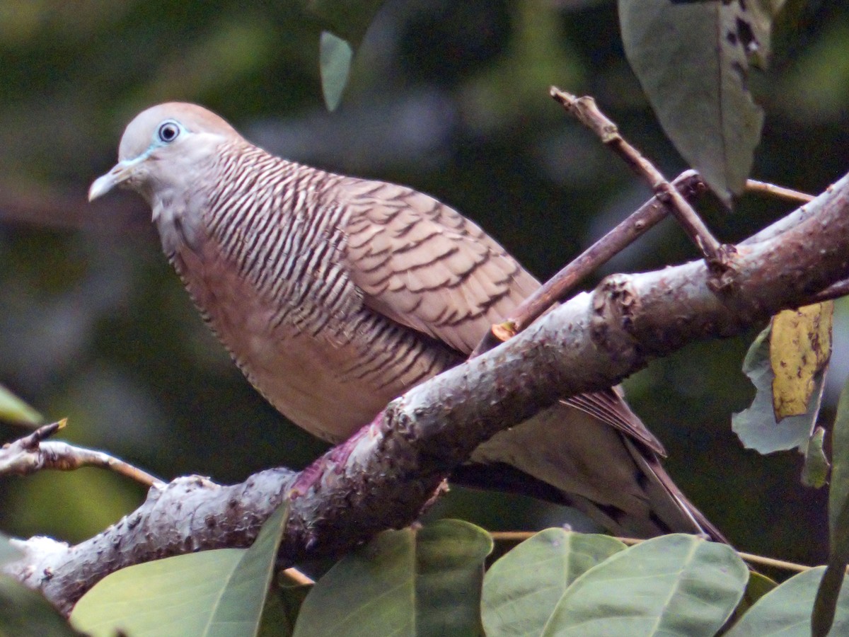 Zebra Dove - ML643195339